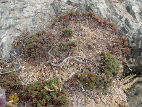 Image of Limonium kraussianum (Buchinger ex Boiss.) Kuntze