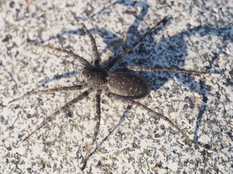 Image of Pardosa wagleri (Hahn 1822)