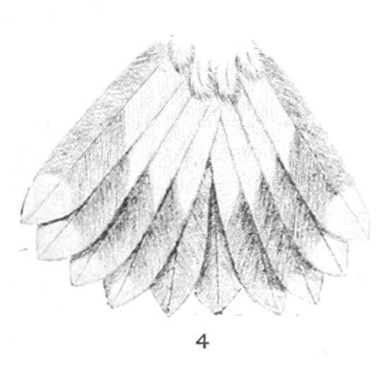 Image of Adelomyia Bonaparte 1854