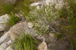 Image of Phylica pinea Thunb.