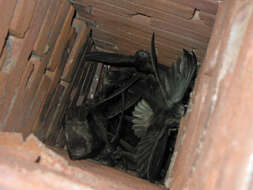 Image of Chimney Swift