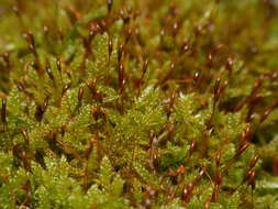 Image of hypnum moss