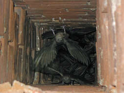 Image of Chimney Swift