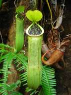 Слика од Nepenthes benstonei C. Clarke