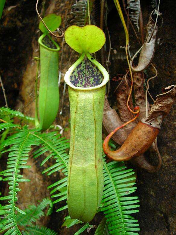 Image of Nepenthes benstonei C. Clarke