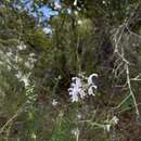 Image of largeflower false rosemary