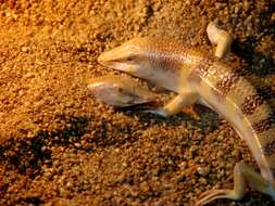 Image of Common sandfish