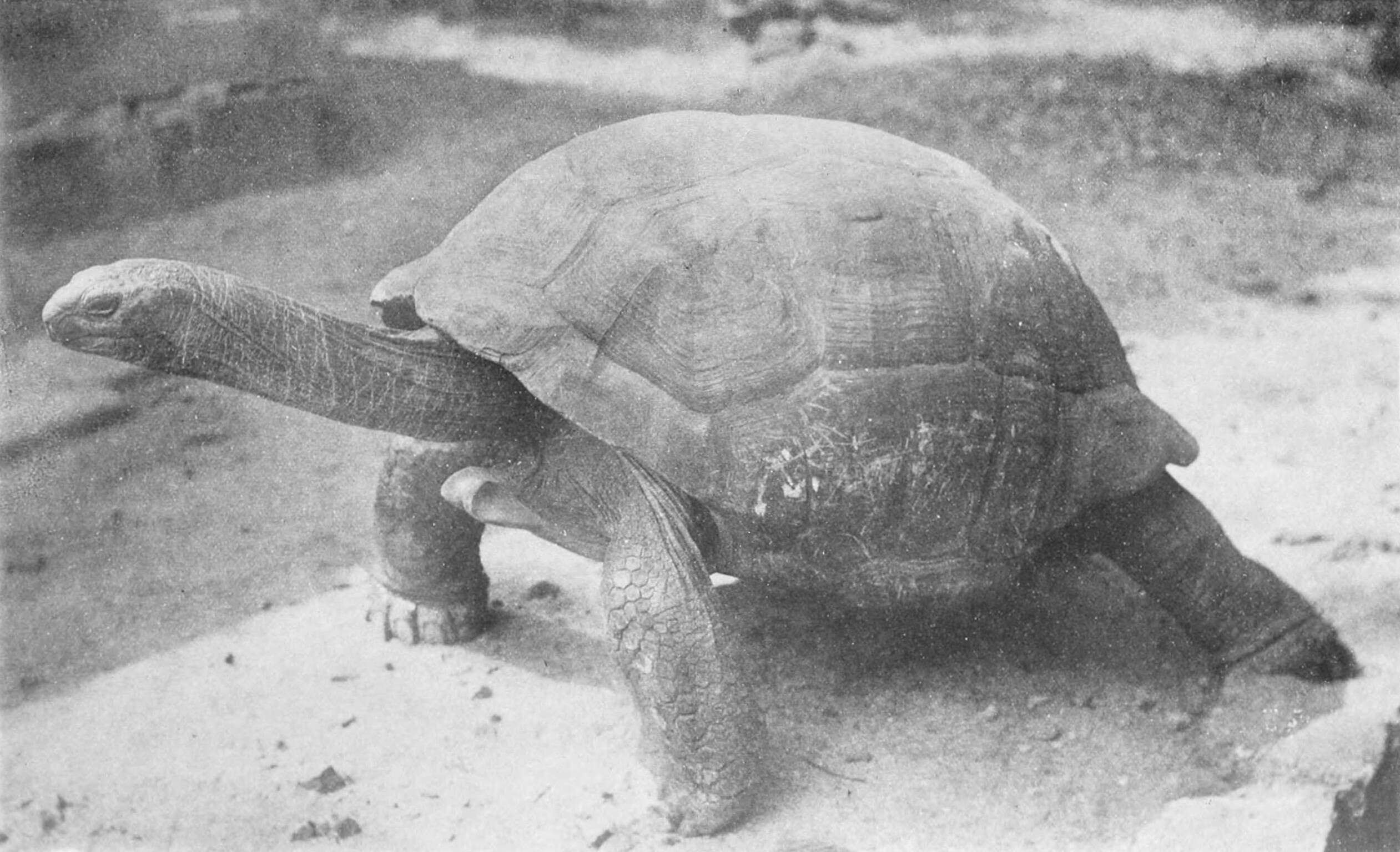 Image of Aldabrachelys gigantea hololissa (Günther 1877)