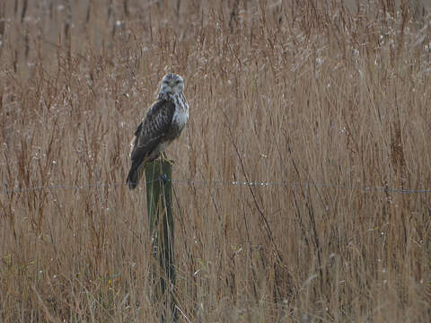 Image of Common Buzzard