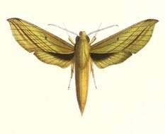 Image of Xylophanes elara (Druce 1878)