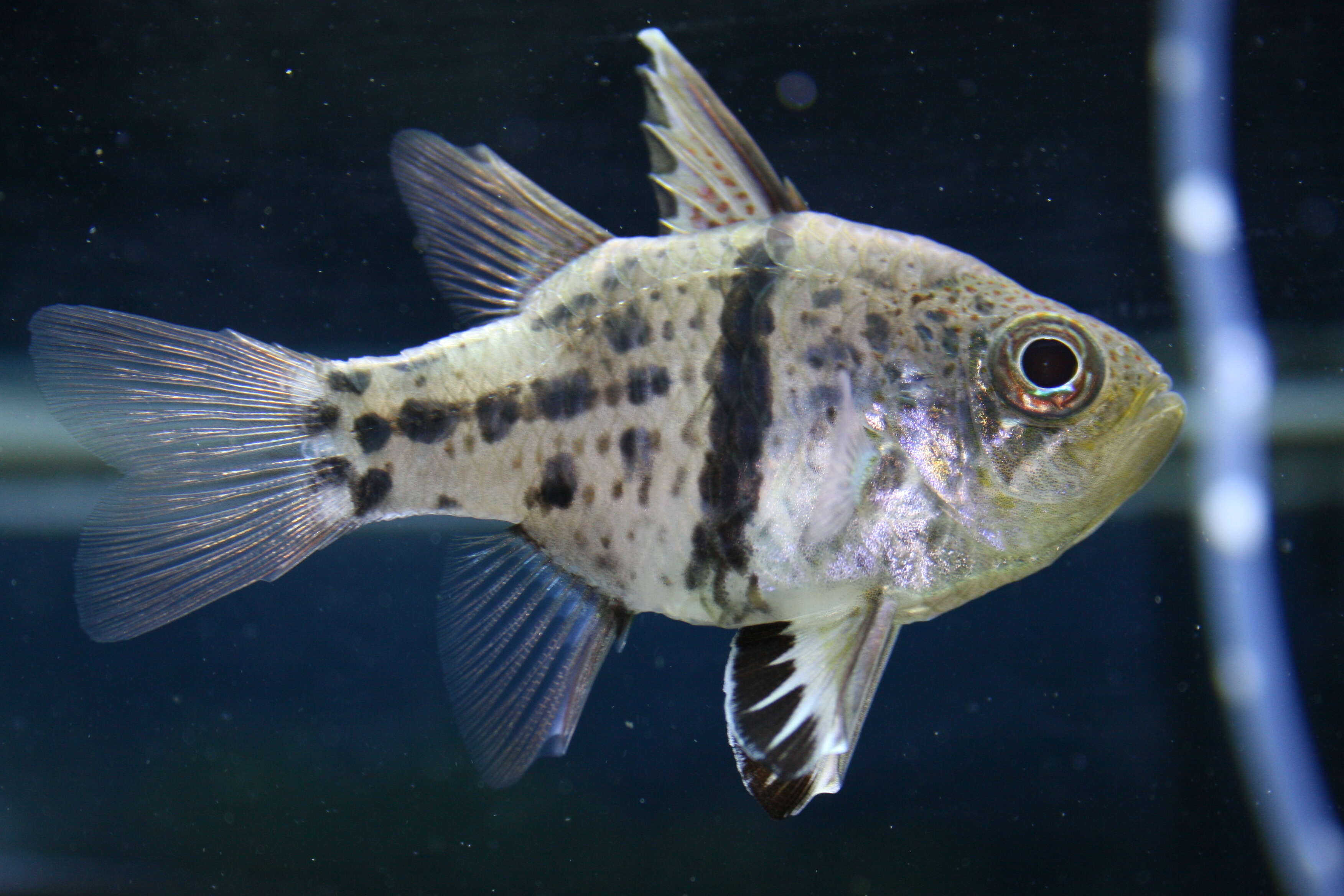 Image of Orbiculate Cardinalfish