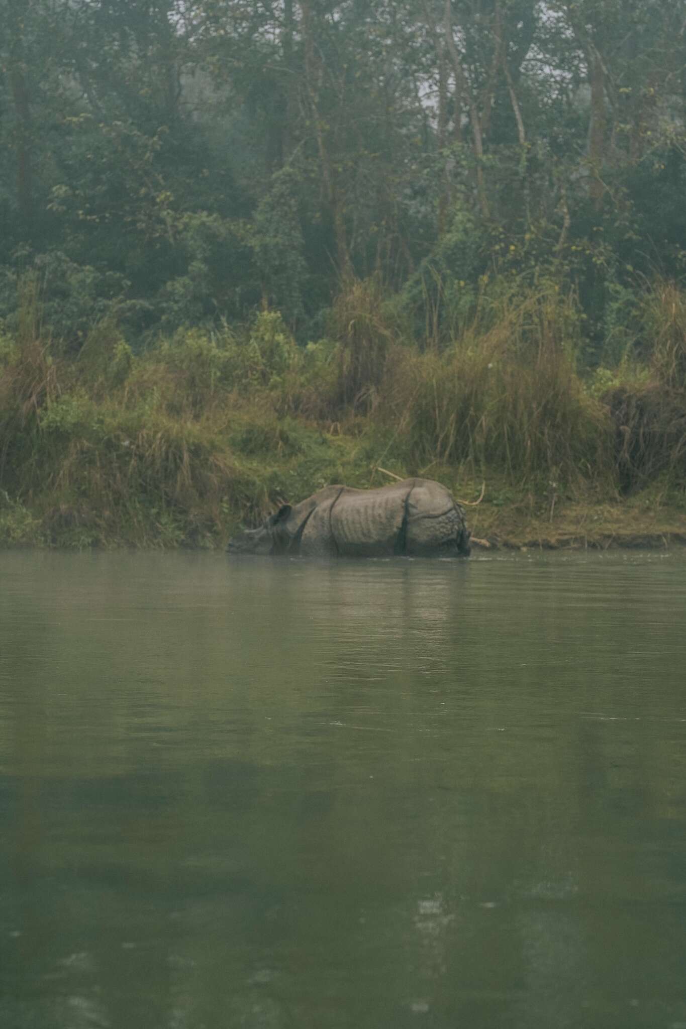 Image of Indian Rhinoceros