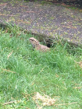 Image of Tuatara