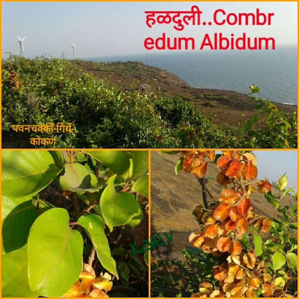 Image de Combretum albidum G. Don