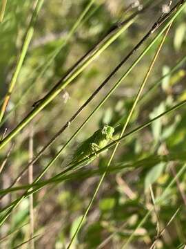 Image of Cicadettana