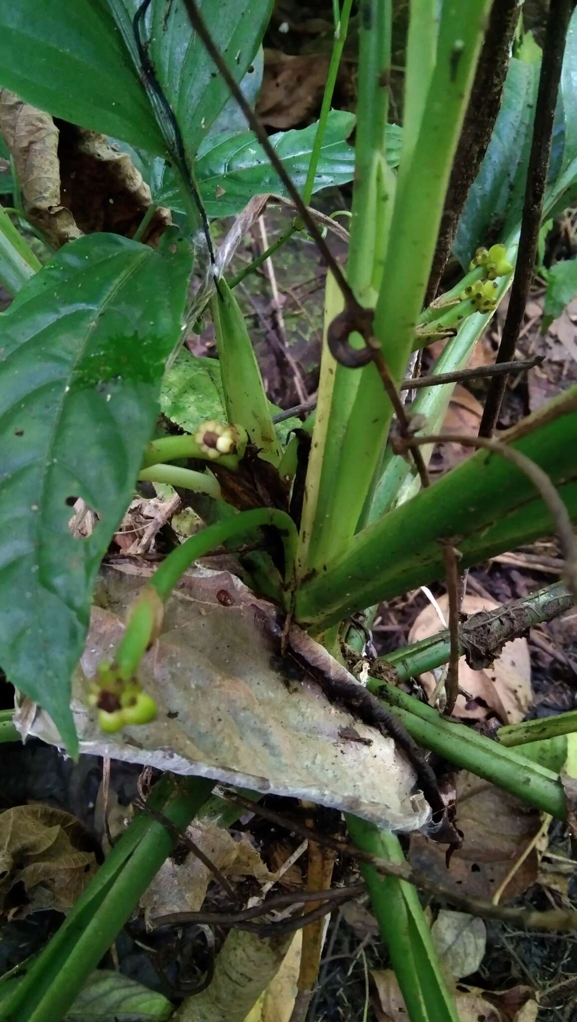 Image of Aglaonema marantifolium Blume