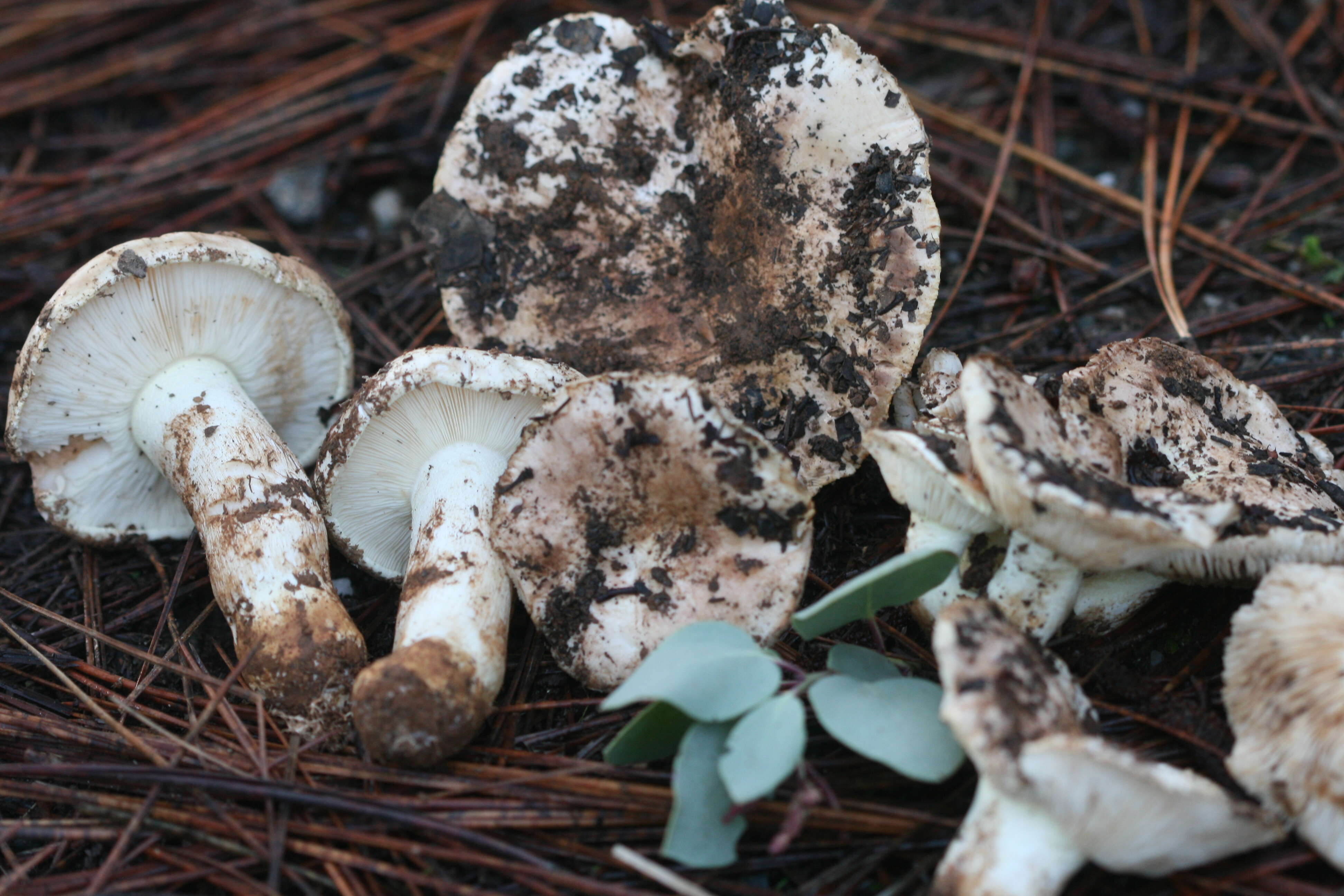 Image of Tricholoma manzanitae T. J. Baroni & Ovrebo 1983