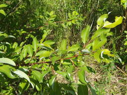 Image of Salix taraikensis Kimura