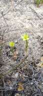 Image of Yellow centaury