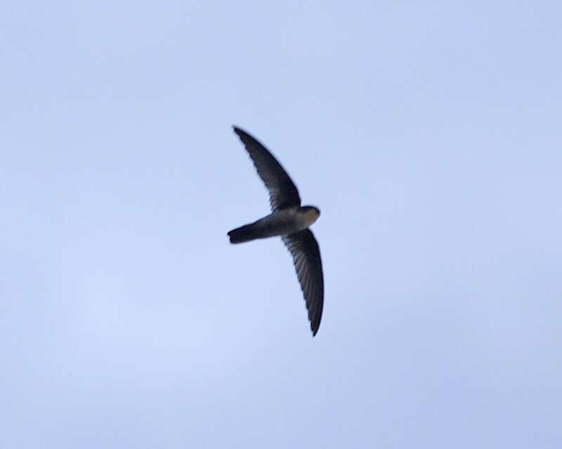 Image of Uniform Swiftlet