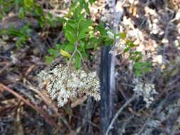 Plancia ëd Cassinia subtropica F. Müll.