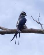 Image of Moustached Treeswift