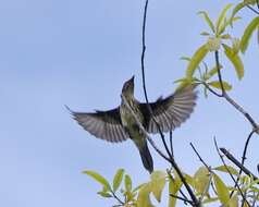 Image of Metallic Starling