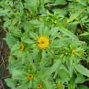 Image of radiating bur-marigold