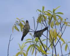 Image of Metallic Starling