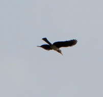 Image of Crowned Hornbill