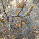 Image of Pteronia scariosa L. fil.