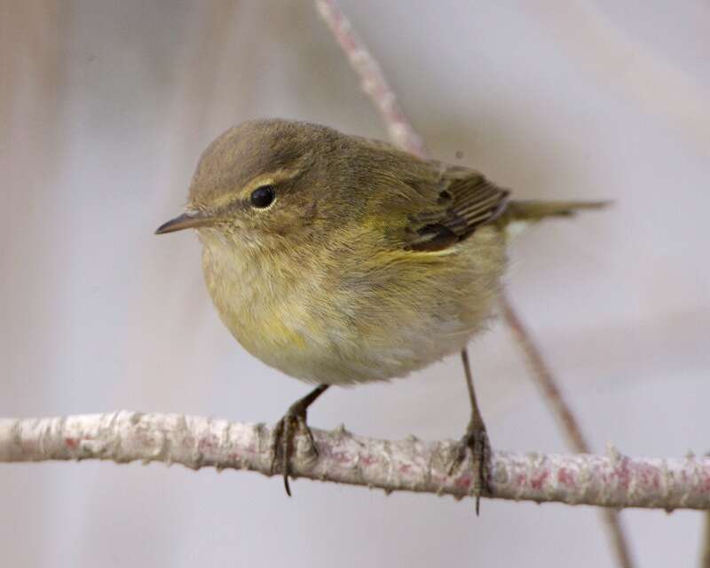 Image of Common Chiffchaff