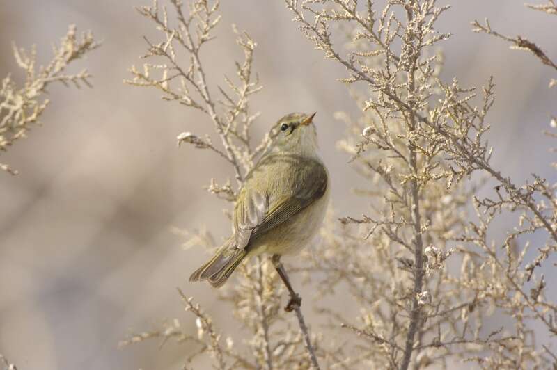 Image of Common Chiffchaff