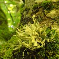 صورة Ramalina fraxinea (L.) Ach.