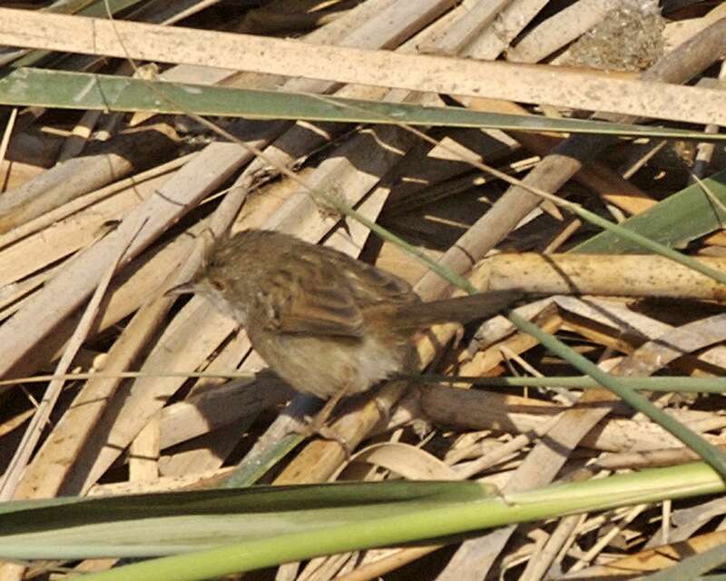 Image of Graceful Prinia