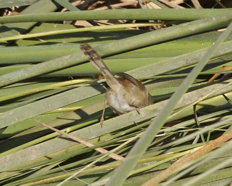 Image of Graceful Prinia