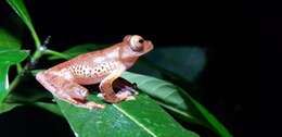 Image of Harlequin Tree Frog