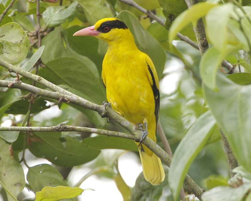 Image of Black-naped Oriole