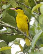 Image of Black-naped Oriole