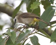 Image of Yellow-vented Bulbul