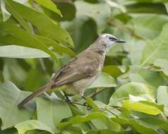 Image of Yellow-vented Bulbul