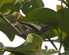 Image of Scarlet-backed Flowerpecker