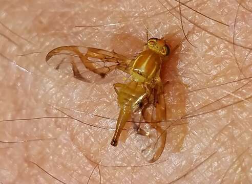 Image of Mexican Fruit Fly