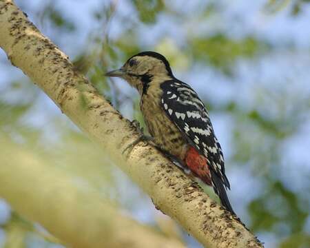 Image of Fulvous-breasted Woodpecker