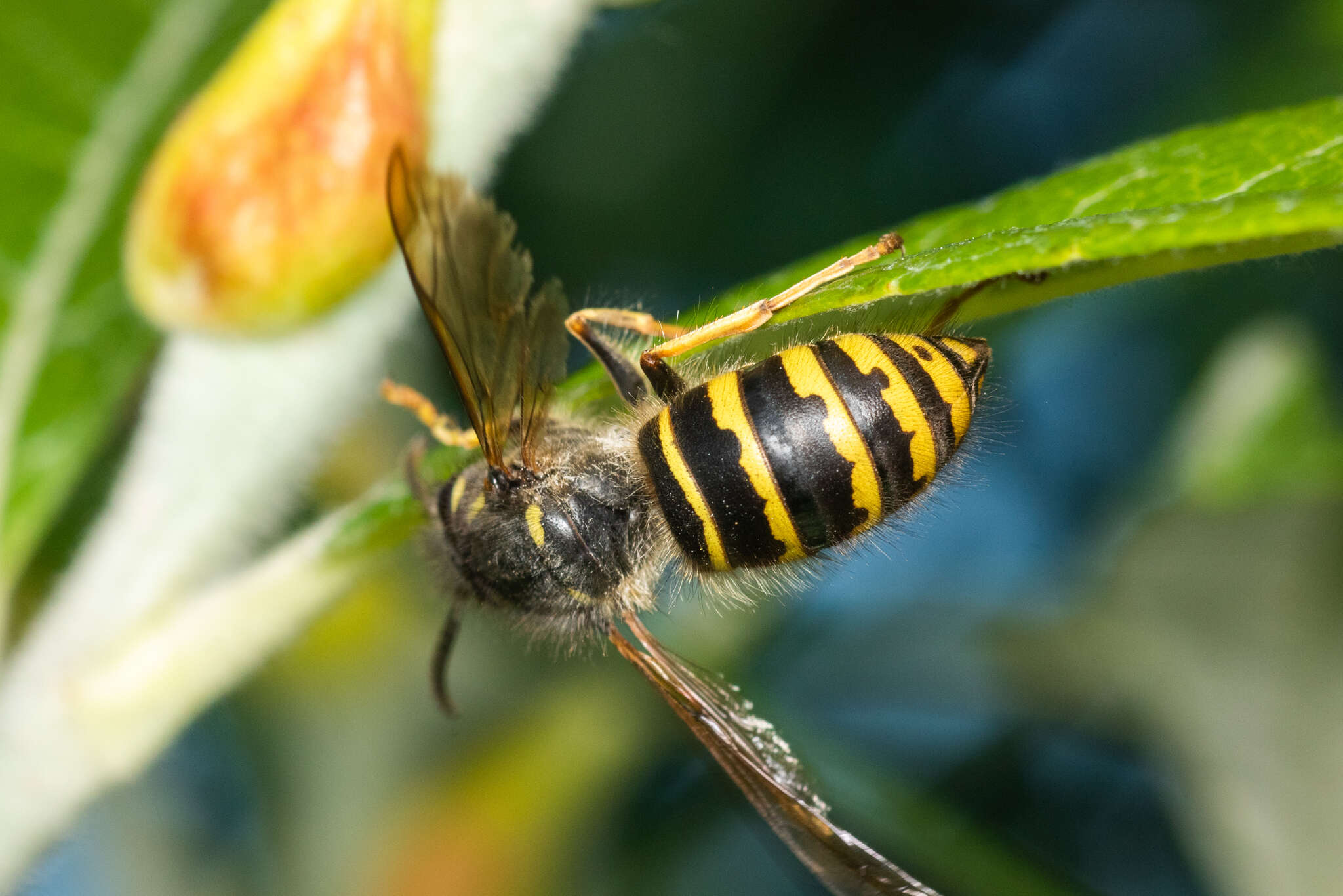 Image of Dolichovespula alpicola Eck 1984