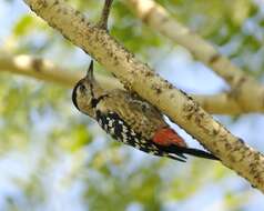 Image of Fulvous-breasted Woodpecker