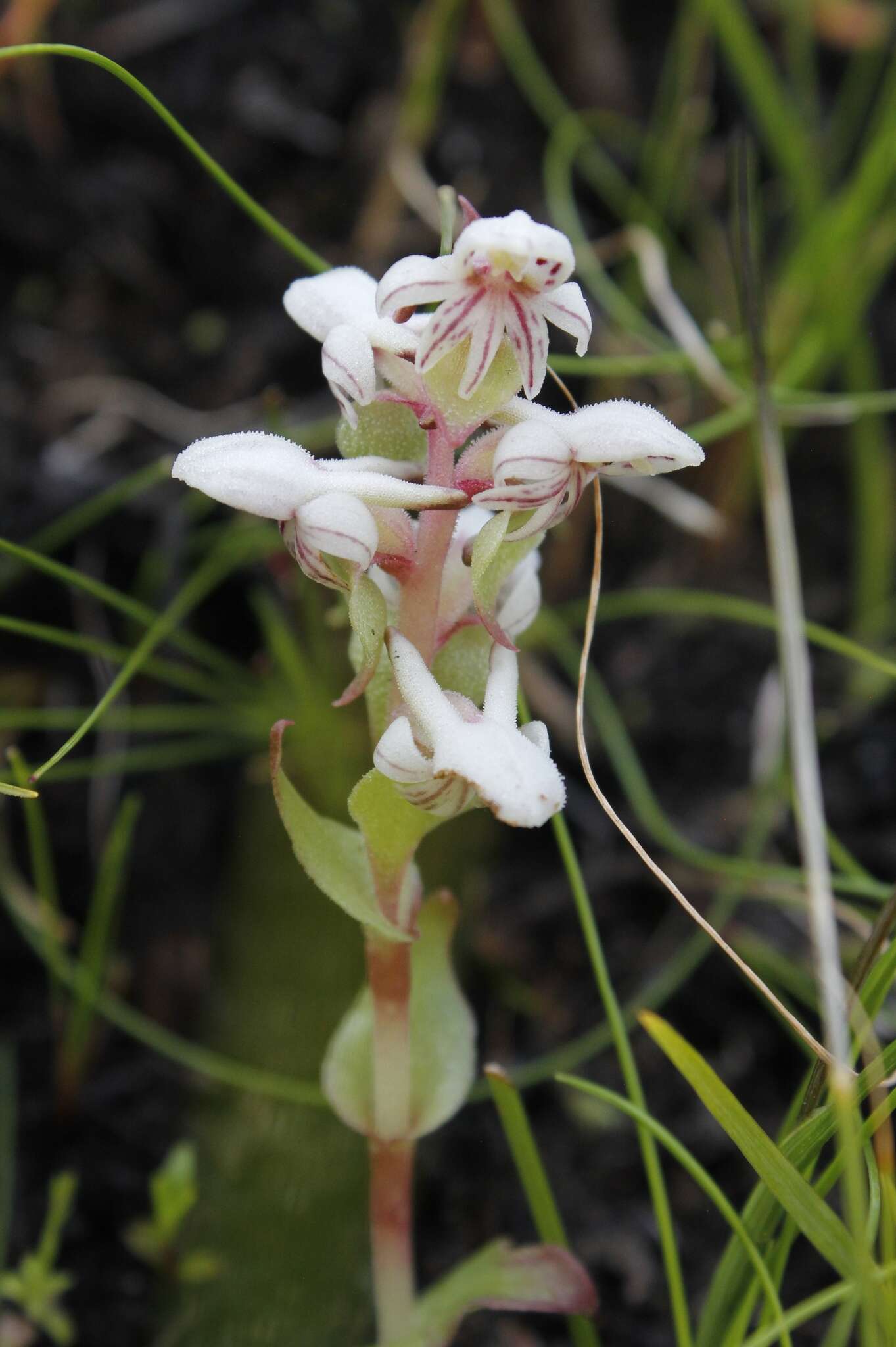 Satyrium pygmaeum Sond. resmi