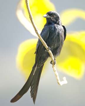 Image of Black Drongo