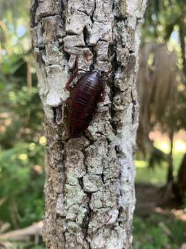 Image of Florida Woods Cockroach