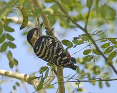 Image of Fulvous-breasted Woodpecker